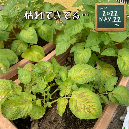 f:id:morinobanana:20230422072711j:image f:id:morinobanana:20230422072711j:image