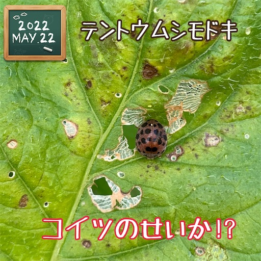 f:id:morinobanana:20230422072713j:image f:id:morinobanana:20230422072713j:image