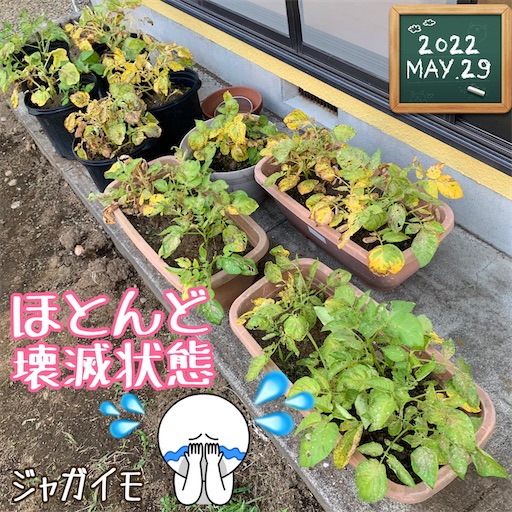 f:id:morinobanana:20230422072716j:image f:id:morinobanana:20230422072716j:image