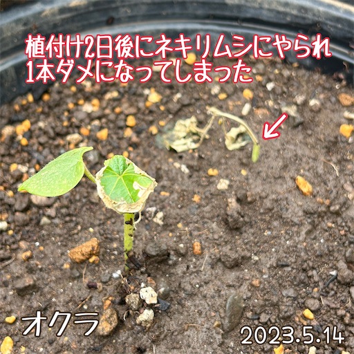 f:id:morinobanana:20230528155013j:image f:id:morinobanana:20230528155013j:image