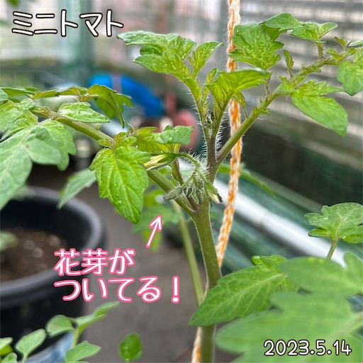 f:id:morinobanana:20230528155043j:image f:id:morinobanana:20230528155043j:image