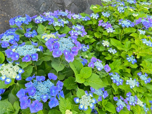 f:id:morinobanana:20230611135151j:image