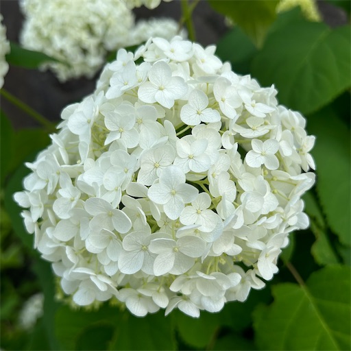 f:id:morinobanana:20230611140116j:image