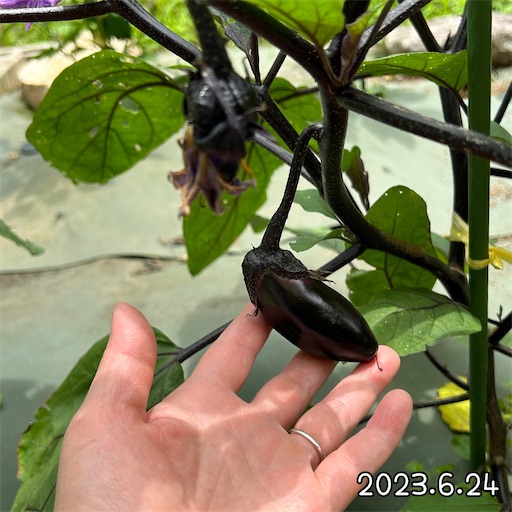 f:id:morinobanana:20230708152116j:image f:id:morinobanana:20230708152116j:image