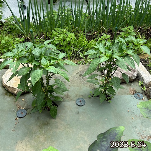 f:id:morinobanana:20230708152301j:image f:id:morinobanana:20230708152301j:image