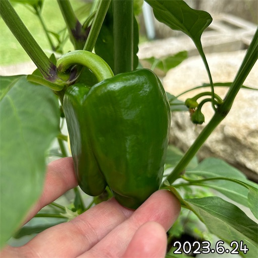 f:id:morinobanana:20230708152330j:image f:id:morinobanana:20230708152330j:image