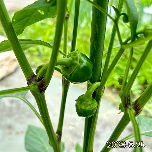 f:id:morinobanana:20230708152333j:image f:id:morinobanana:20230708152333j:image