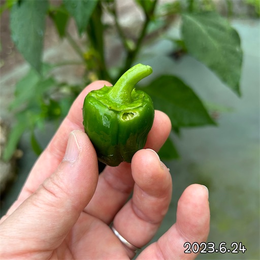 f:id:morinobanana:20230708152728j:image f:id:morinobanana:20230708152728j:image