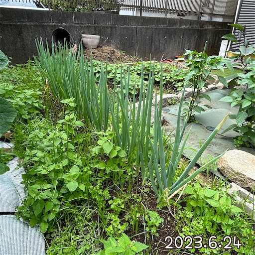 f:id:morinobanana:20230708153042j:image f:id:morinobanana:20230708153042j:image