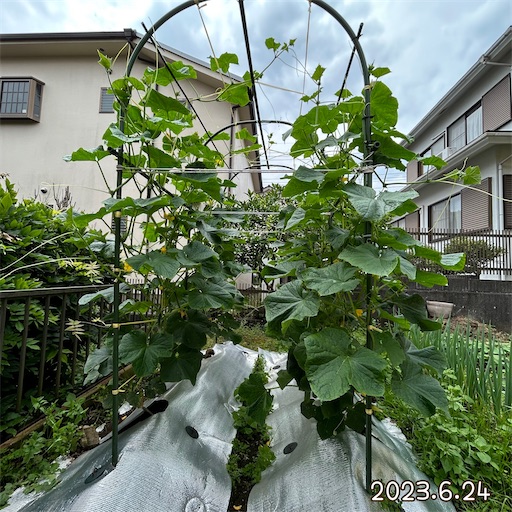 f:id:morinobanana:20230708153120j:image f:id:morinobanana:20230708153120j:image