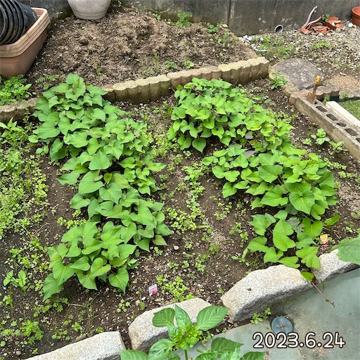 f:id:morinobanana:20230708153148j:image f:id:morinobanana:20230708153148j:image