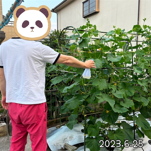 f:id:morinobanana:20230708153615j:image f:id:morinobanana:20230708153615j:image