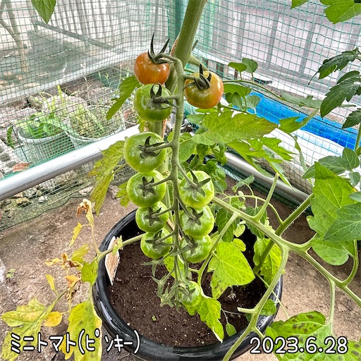 f:id:morinobanana:20230708155223j:image f:id:morinobanana:20230708155223j:image