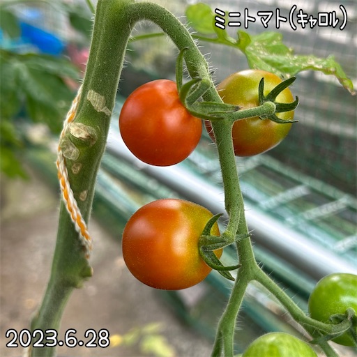 f:id:morinobanana:20230708155317j:image f:id:morinobanana:20230708155317j:image