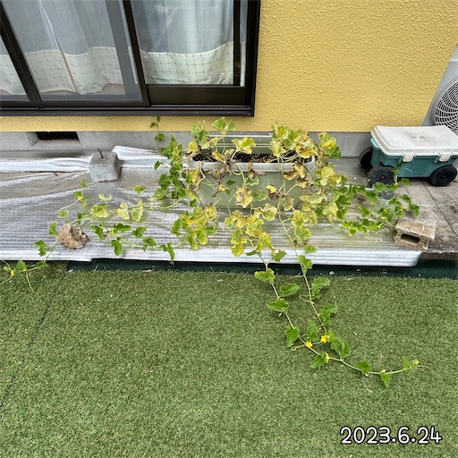 f:id:morinobanana:20230708155443j:image f:id:morinobanana:20230708155443j:image