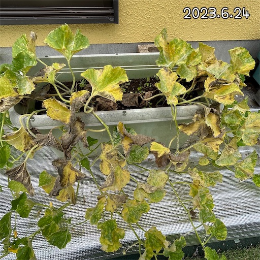 f:id:morinobanana:20230708155446j:image f:id:morinobanana:20230708155446j:image