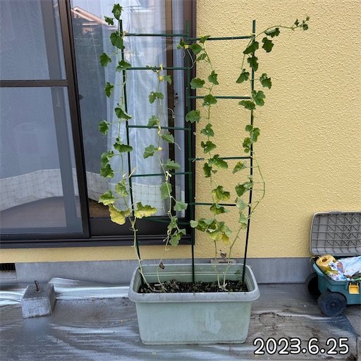 f:id:morinobanana:20230708155452j:image f:id:morinobanana:20230708155452j:image