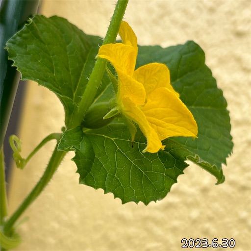 f:id:morinobanana:20230708155832j:image f:id:morinobanana:20230708155832j:image