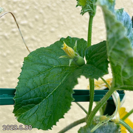 f:id:morinobanana:20230708155835j:image f:id:morinobanana:20230708155835j:image