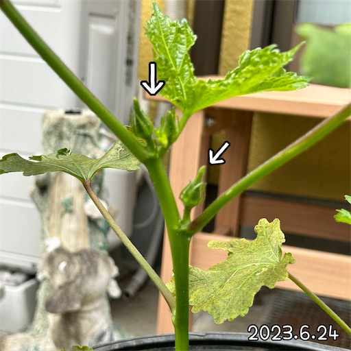 f:id:morinobanana:20230708160153j:image f:id:morinobanana:20230708160153j:image