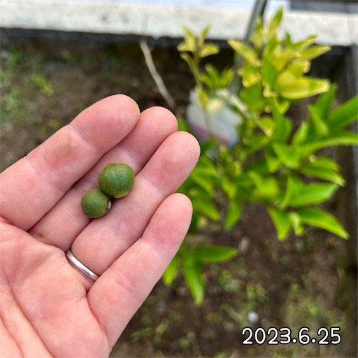 f:id:morinobanana:20230708160520j:image f:id:morinobanana:20230708160520j:image