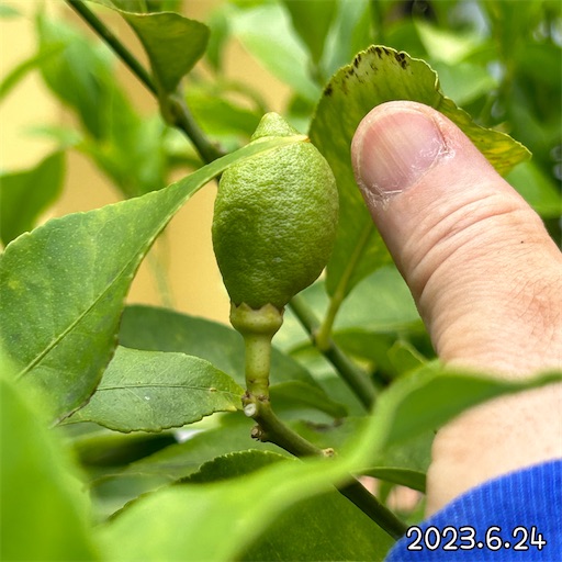 f:id:morinobanana:20230708160857j:image f:id:morinobanana:20230708160857j:image