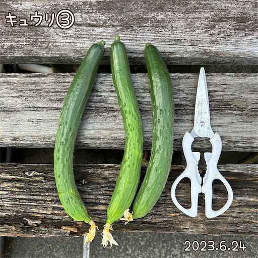 f:id:morinobanana:20230708161221j:image f:id:morinobanana:20230708161221j:image