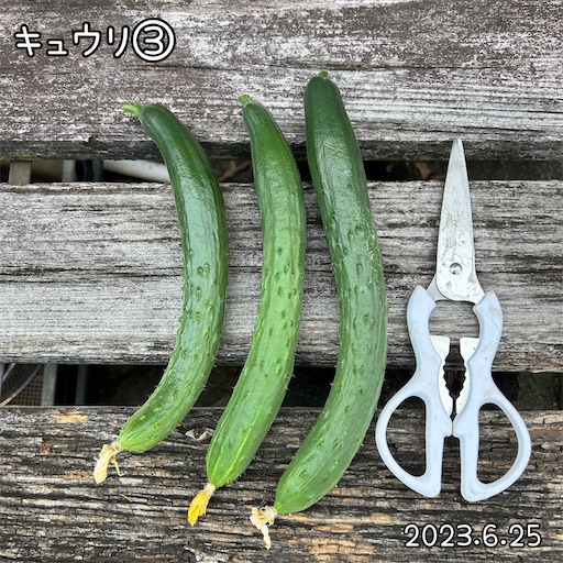 f:id:morinobanana:20230708161309j:image f:id:morinobanana:20230708161309j:image