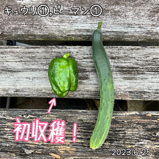 f:id:morinobanana:20230708161312j:image f:id:morinobanana:20230708161312j:image