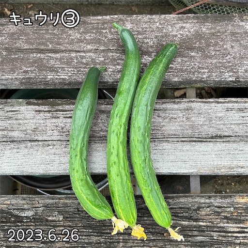 f:id:morinobanana:20230708161452j:image f:id:morinobanana:20230708161452j:image