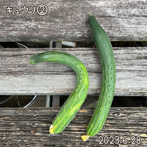 f:id:morinobanana:20230708161618j:image f:id:morinobanana:20230708161618j:image