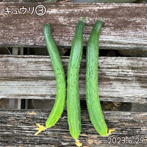 f:id:morinobanana:20230708161621j:image f:id:morinobanana:20230708161621j:image