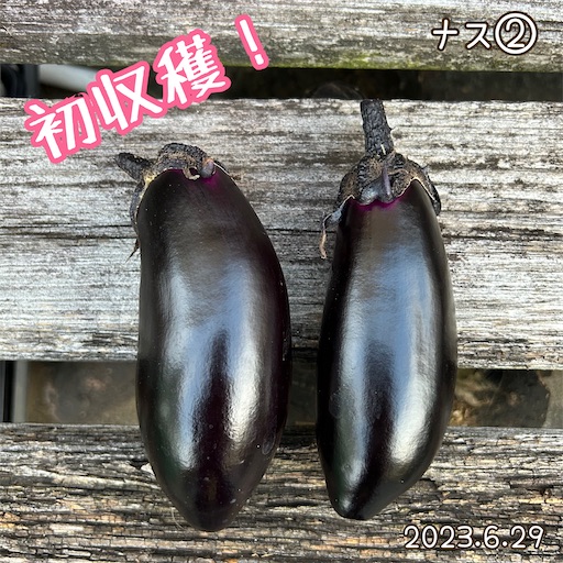 f:id:morinobanana:20230708161739j:image f:id:morinobanana:20230708161739j:image