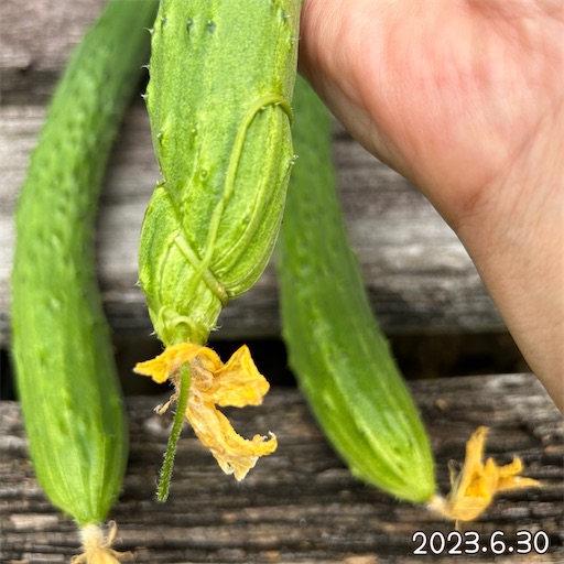 f:id:morinobanana:20230716151716j:image f:id:morinobanana:20230716151716j:image