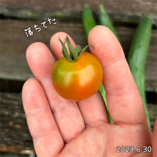 f:id:morinobanana:20230716151719j:image f:id:morinobanana:20230716151719j:image