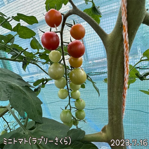 f:id:morinobanana:20230723105018j:image