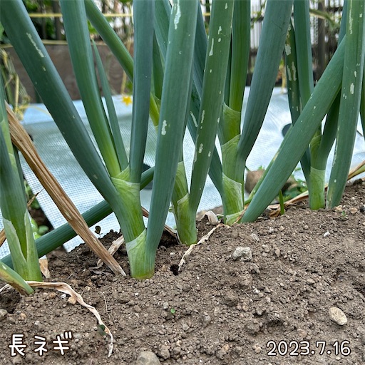 f:id:morinobanana:20230723130141j:image