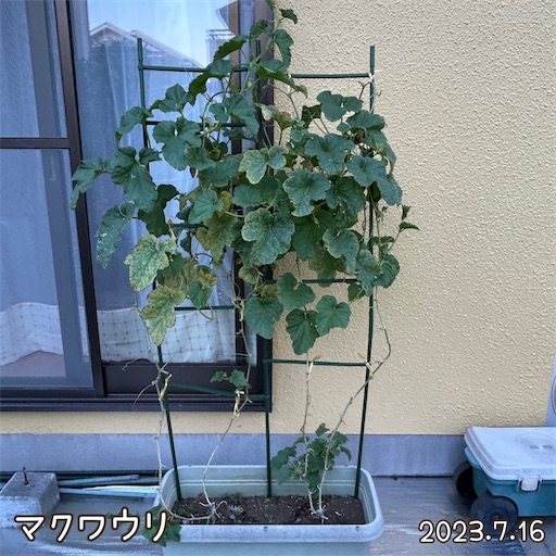 f:id:morinobanana:20230723132003j:image