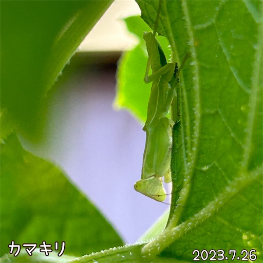 f:id:morinobanana:20230825215014j:image