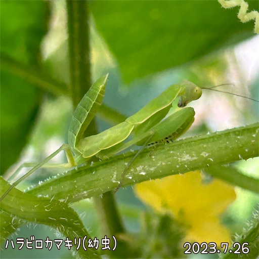 f:id:morinobanana:20230825215539j:image