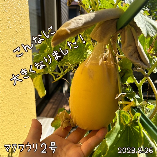 f:id:morinobanana:20231001113335j:image f:id:morinobanana:20231001113335j:image