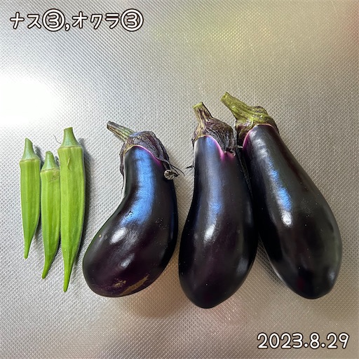 f:id:morinobanana:20231001124101j:image