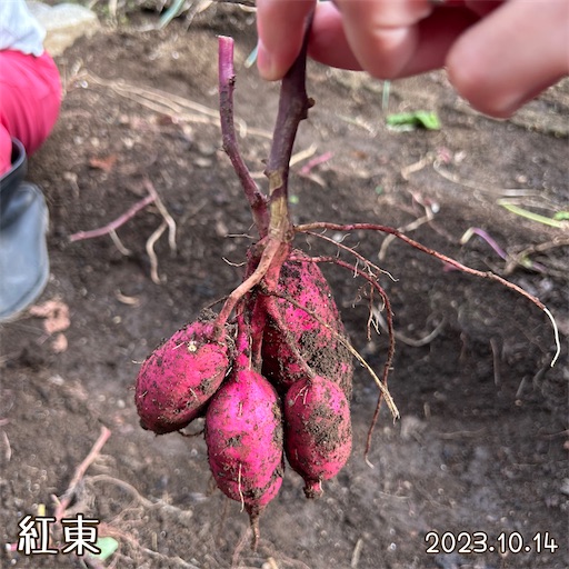 f:id:morinobanana:20231109184430j:image f:id:morinobanana:20231109184430j:image