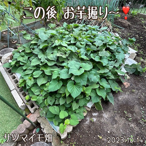 f:id:morinobanana:20231112233832j:image f:id:morinobanana:20231112233832j:image