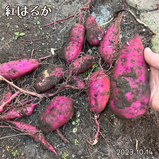 f:id:morinobanana:20231118221601j:image f:id:morinobanana:20231118221601j:image