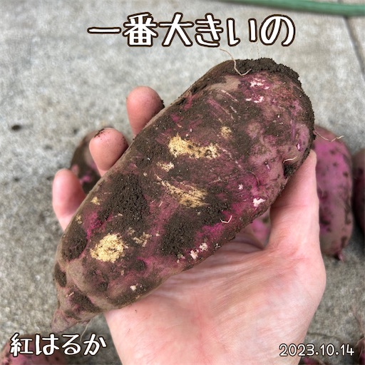 f:id:morinobanana:20231118222830j:image f:id:morinobanana:20231118222830j:image