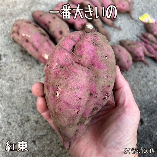 f:id:morinobanana:20231118222833j:image f:id:morinobanana:20231118222833j:image