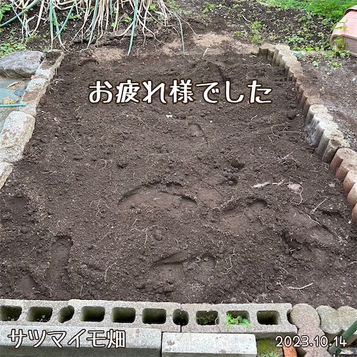 f:id:morinobanana:20231118224202j:image f:id:morinobanana:20231118224202j:image