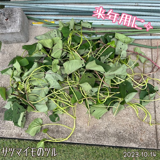 f:id:morinobanana:20231118224204j:image f:id:morinobanana:20231118224204j:image