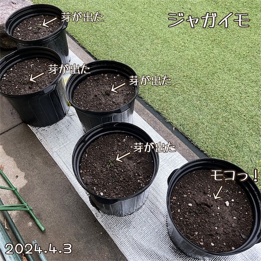 f:id:morinobanana:20240418163341j:image